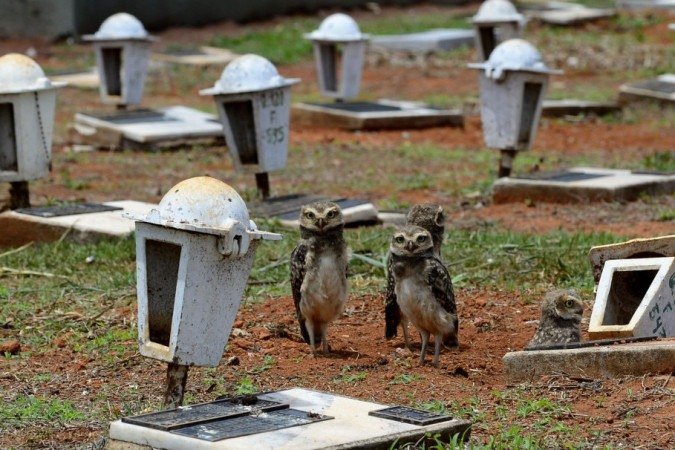 27/10/2021 Crédito: Marcelo Ferreira/CB/D.A Press. Brasil. Brasilia - DF Cemitério Campo da Esperança em Taguatinga, preparativos para o dia dos finados. Descaso e abandono. Família de corujas faz minho dentro de túmulo.