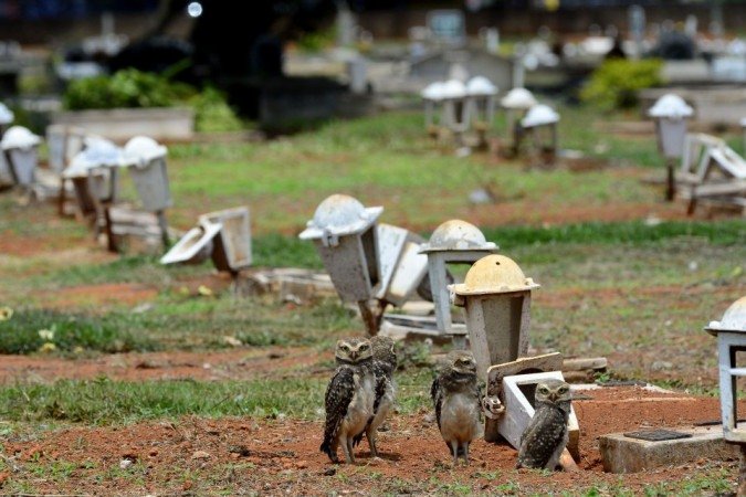 27/10/2021 Crédito: Marcelo Ferreira/CB/D.A Press. Brasil. Brasilia - DF Cemitério Campo da Esperança em Taguatinga, preparativos para o dia dos finados. Descaso e abandono. Família de corujas faz minho dentro de túmulo.