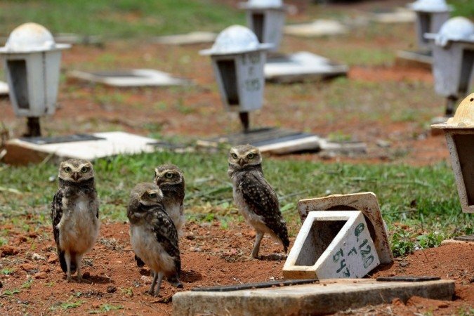 27/10/2021 Crédito: Marcelo Ferreira/CB/D.A Press. Brasil. Brasilia - DF Cemitério Campo da Esperança em Taguatinga, preparativos para o dia dos finados. Descaso e abandono. Família de corujas faz minho dentro de túmulo.