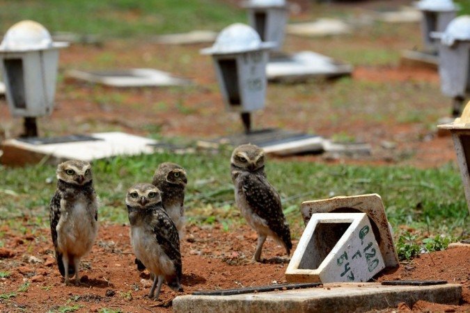 27/10/2021 Crédito: Marcelo Ferreira/CB/D.A Press. Brasil. Brasilia - DF Cemitério Campo da Esperança em Taguatinga, preparativos para o dia dos finados. Descaso e abandono. Família de corujas faz minho dentro de túmulo.