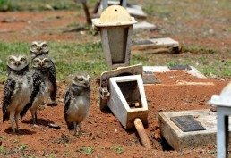 27/10/2021 Crédito: Marcelo Ferreira/CB/D.A Press. Brasil. Brasilia - DF Cemitério Campo da Esperança em Taguatinga, preparativos para o dia dos finados. Descaso e abandono. Família de corujas faz minho dentro de túmulo.