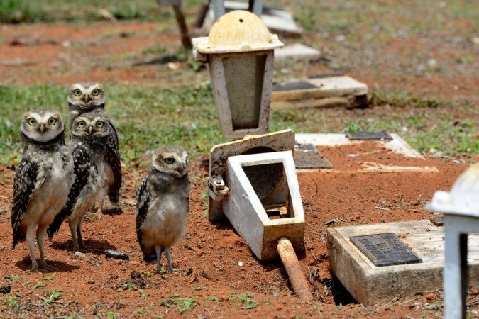 27/10/2021 Crédito: Marcelo Ferreira/CB/D.A Press. Brasil. Brasilia - DF Cemitério Campo da Esperança em Taguatinga, preparativos para o dia dos finados. Descaso e abandono. Família de corujas faz minho dentro de túmulo.