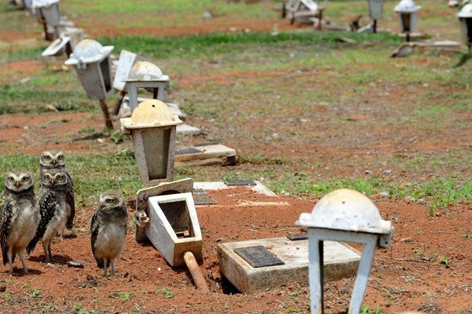 27/10/2021 Crédito: Marcelo Ferreira/CB/D.A Press. Brasil. Brasilia - DF Cemitério Campo da Esperança em Taguatinga, preparativos para o dia dos finados. Descaso e abandono. Família de corujas faz minho dentro de túmulo.