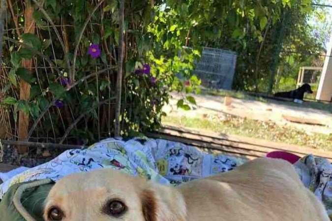 Crédito: Arquivo Pessoal. Revista. 31/10/2021. Bichos. Madonna, cadela da ONG Toca Segura que recebeu tratamento na clínica VetSpa.