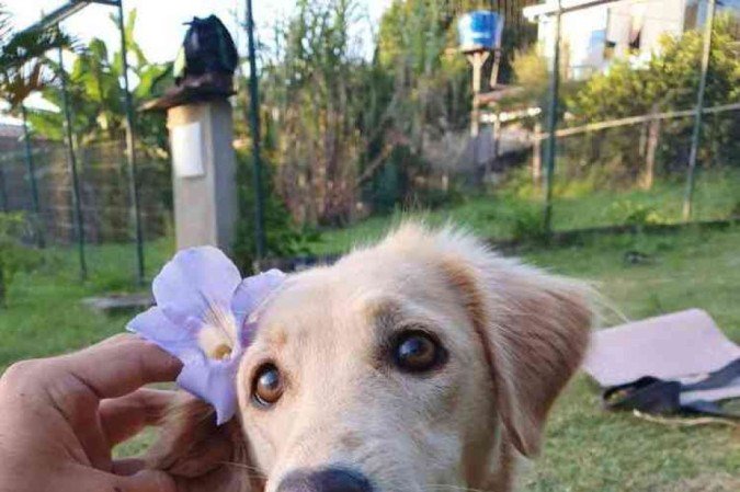 Crédito: Arquivo Pessoal. Revista. 31/10/2021. Bichos. Madonna, cadela da ONG Toca Segura que recebeu tratamento na clínica VetSpa.