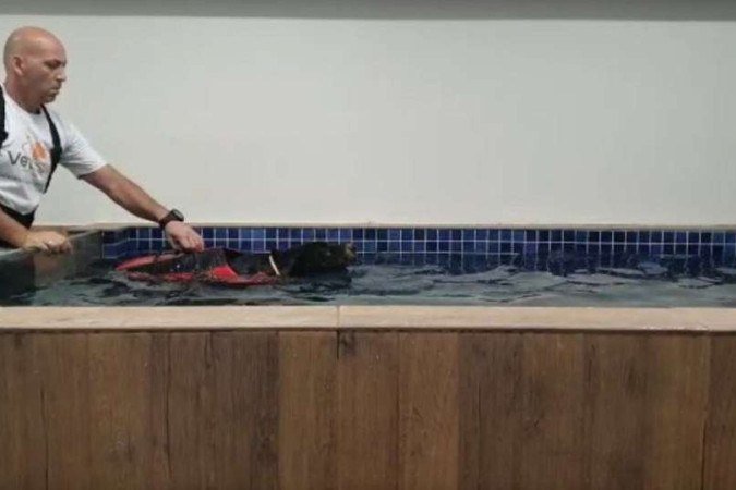 Nego faz fisioterapia com auxílio do profissional da Clínica VetSpa. -  (crédito: Arquivo Pessoal)