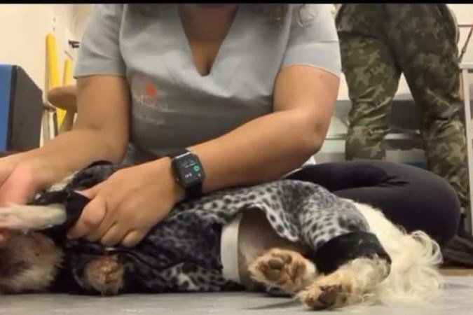 Crédito: Arquivo Pessoal. Revista. 31/10/2021. Bichos. Snow fazendo alongamentos pelas mãos dos profissionais especializados.