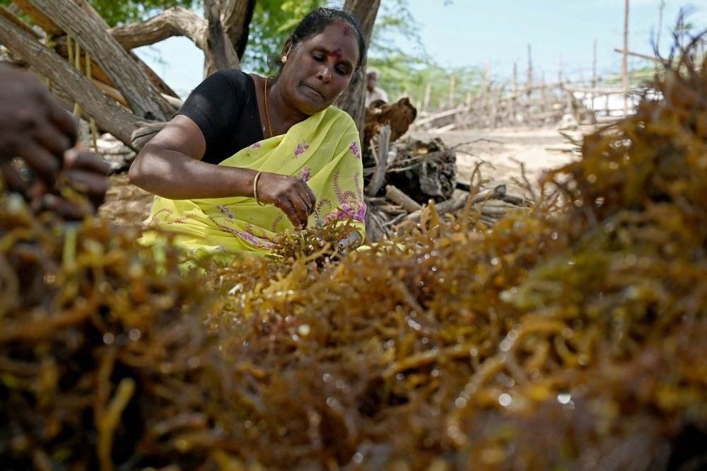 Mulheres impulsionam cultivo de alga 'ecomilagrosa' na Índia