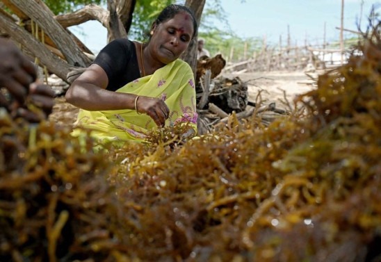 Arun SANKAR / AFP