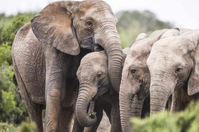 O parque Hwange tem uma superfície de mais de 14.600 km² e abriga cerca de 45.000 elefantes - (crédito: Getty Images) O parque Hwange tem uma superfície de mais de 14.600 km² e abriga cerca de 45.000 elefantes - (crédito: Getty Images)