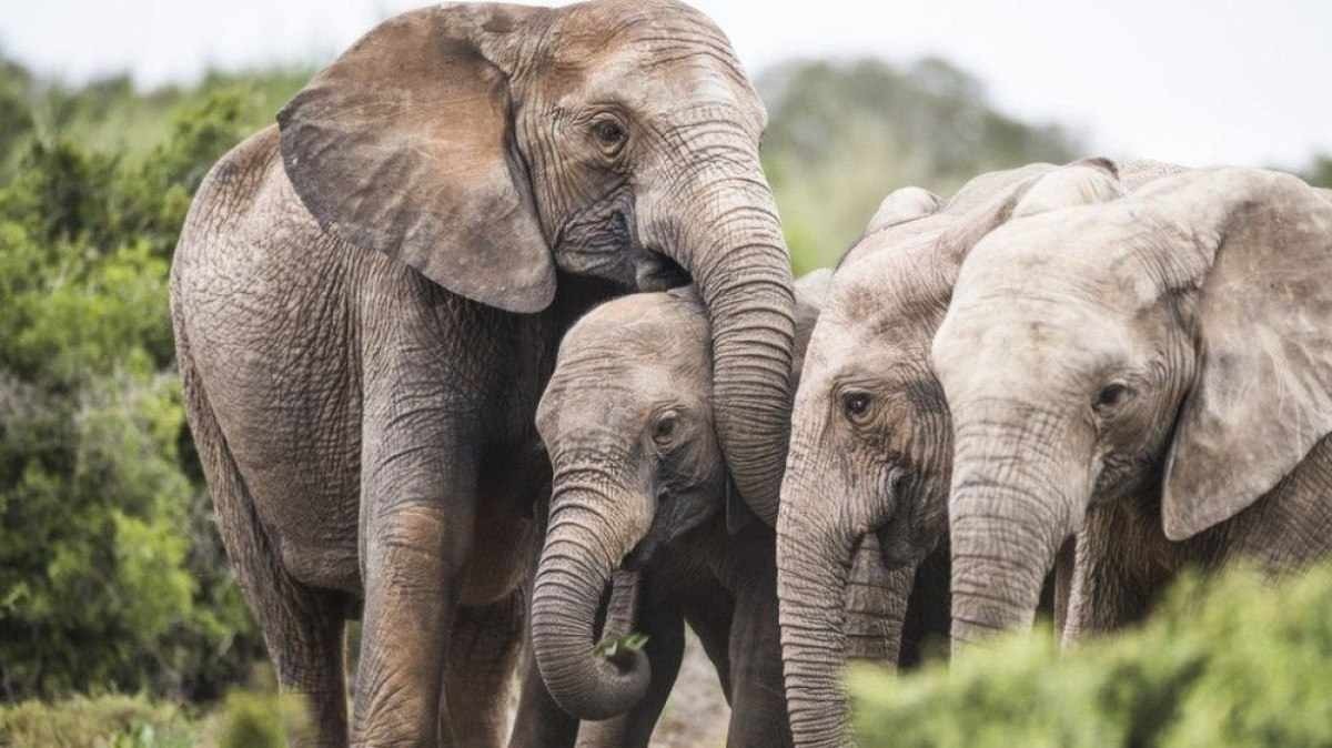 Ao menos 100 elefantes morrem por seca no Zimbábue, afirma grupo de defesa animal