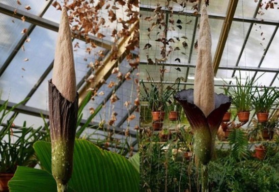 Hortus botanicus Leiden/Instagram/Reprodução