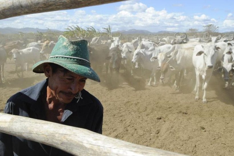 Brasil inicia 2ª etapa da campanha de vacinação contra febre aftosa