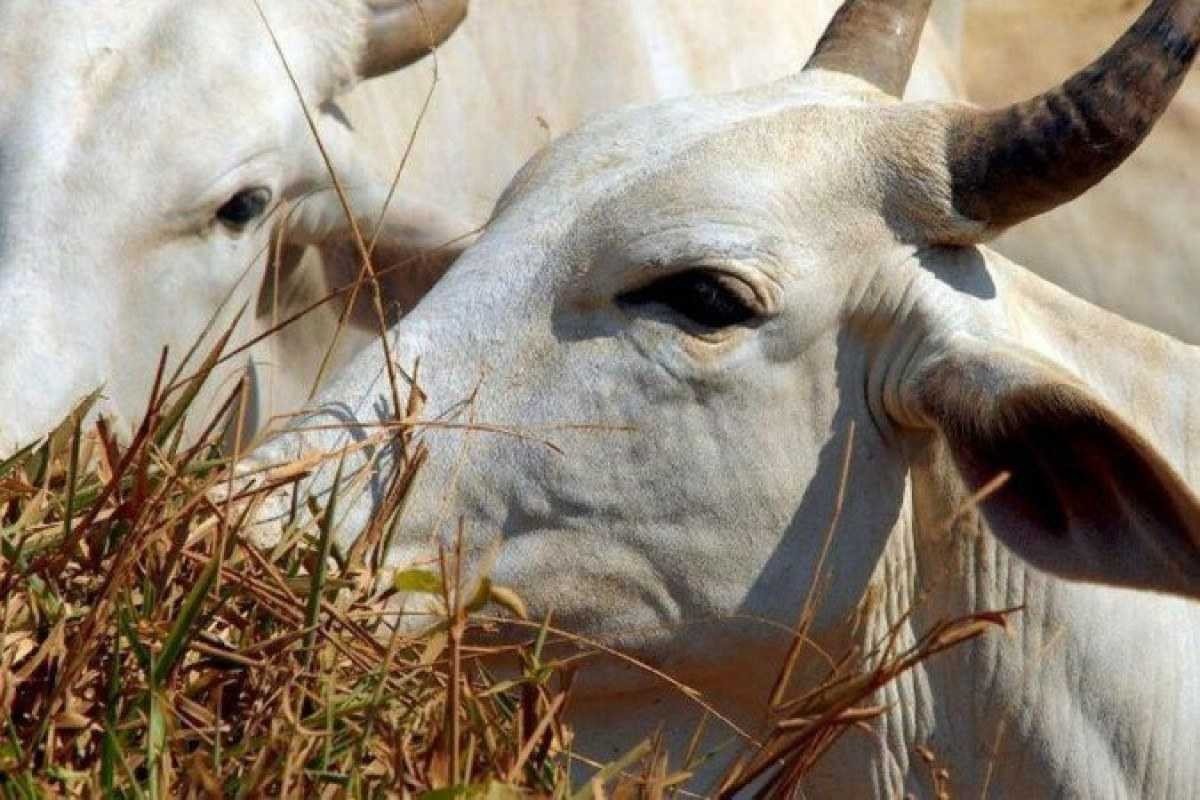 Meio Ambiente divulga que Brasil aderiu a compromisso de diminuir emissão de metano