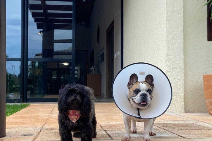 Os cachorros Thor e Romeu foram castrados ainda bem jovens: evitando conflitos