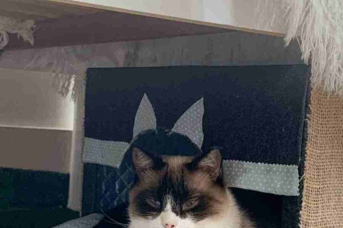 Bento já chegou castrado à casa dos tutores, que o adotaram em um abrigo