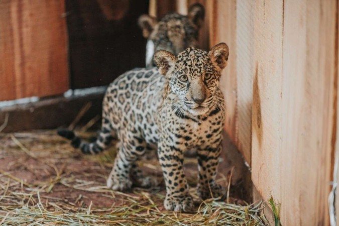 (crédito: Ivan Mattos/Zoológico de Brasília) (crédito: Ivan Mattos/Zoológico de Brasília)