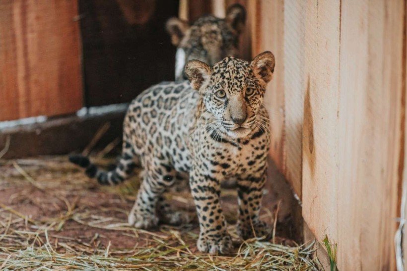 Duas onças e outros 18 animais foram envenenados no Pantanal, diz PF