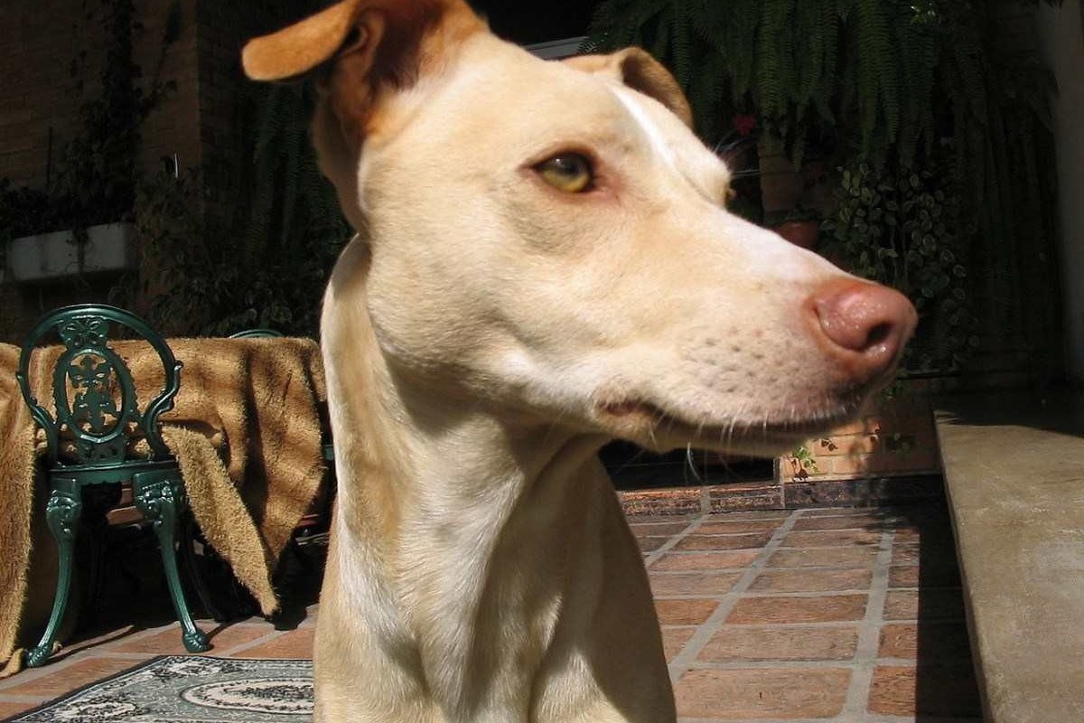 Cachorro Fila Brasileiro é a primeira raça brasileira reconhecida