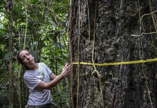 Marizilda Cruppe / Rede Amazonia Sustentavel /AFP
