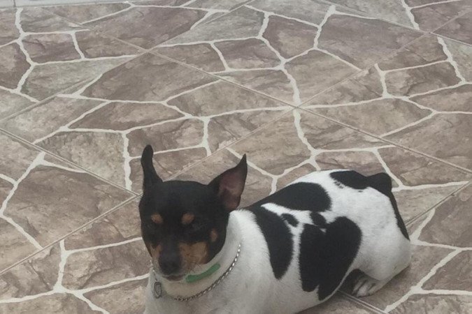 O fox paulistinha Dick foi adotado em uma feira: amor à primeira vista