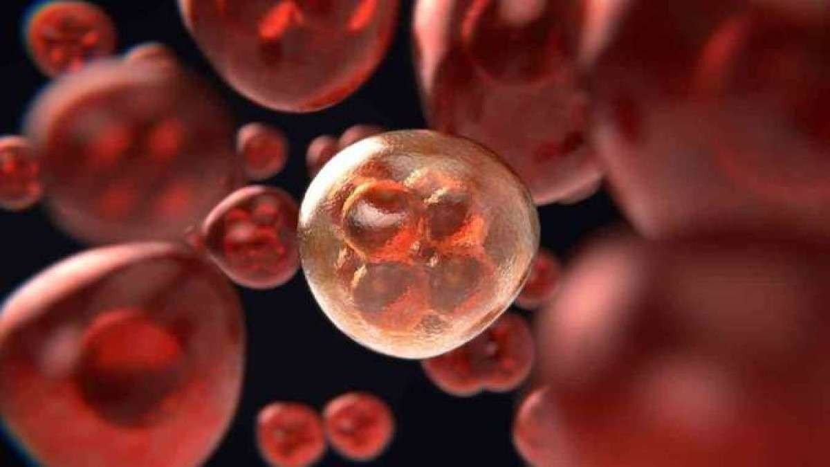 Talassemia: saiba o que é e a importância do diagnóstico precoce