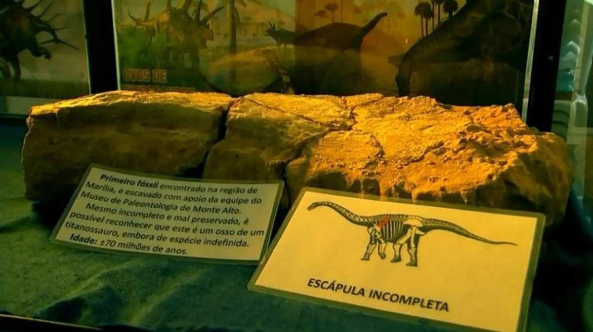 Segundo fóssil de dinossauro é encontrado em obra de rodovia no interior de São Paulo