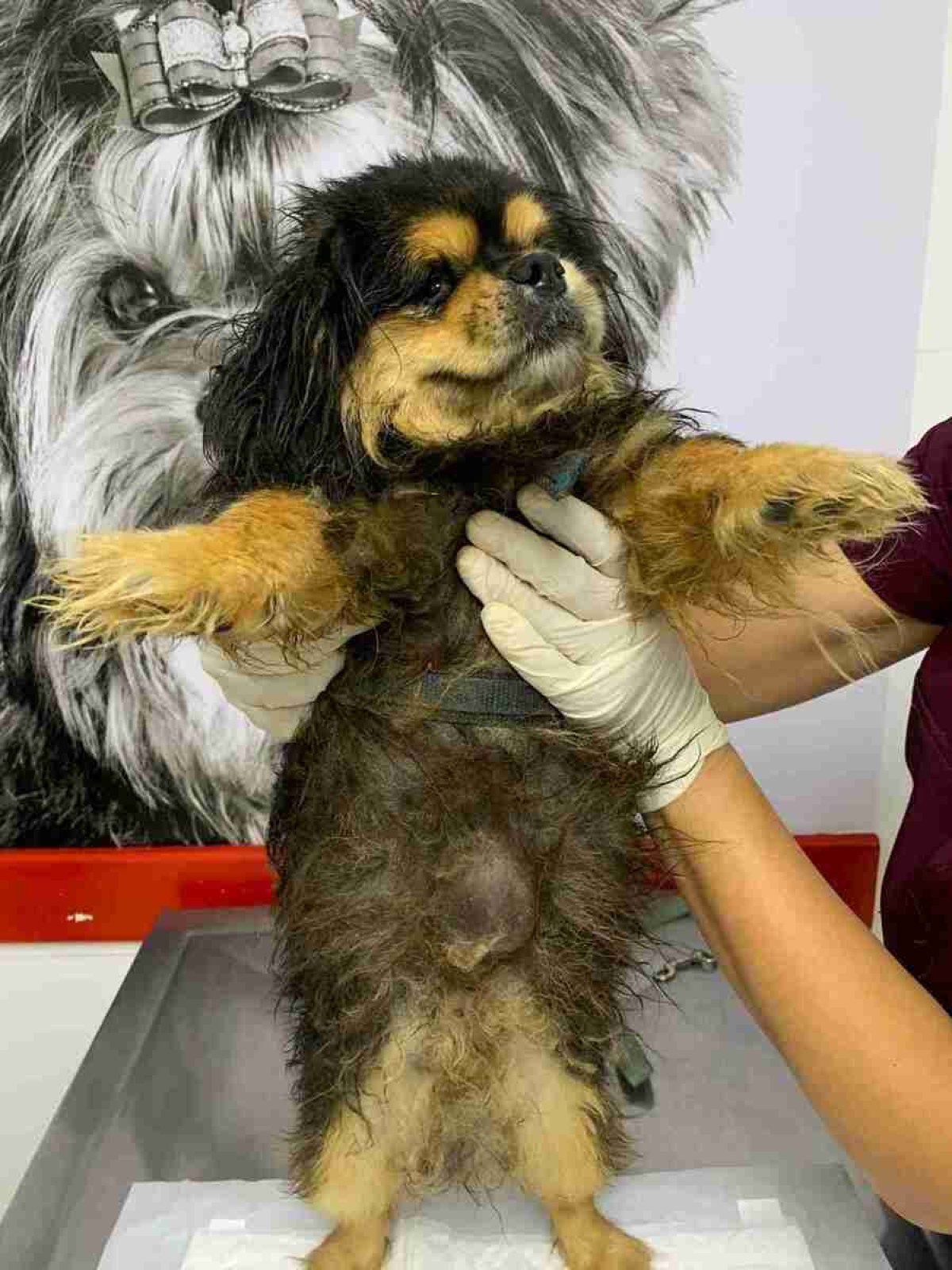 Cães que sofriam maus-tratos são resgatados em Vicente Pires