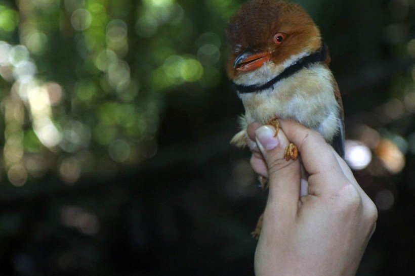 Maioria das espécies perdeu, em média, 2% de peso corporal