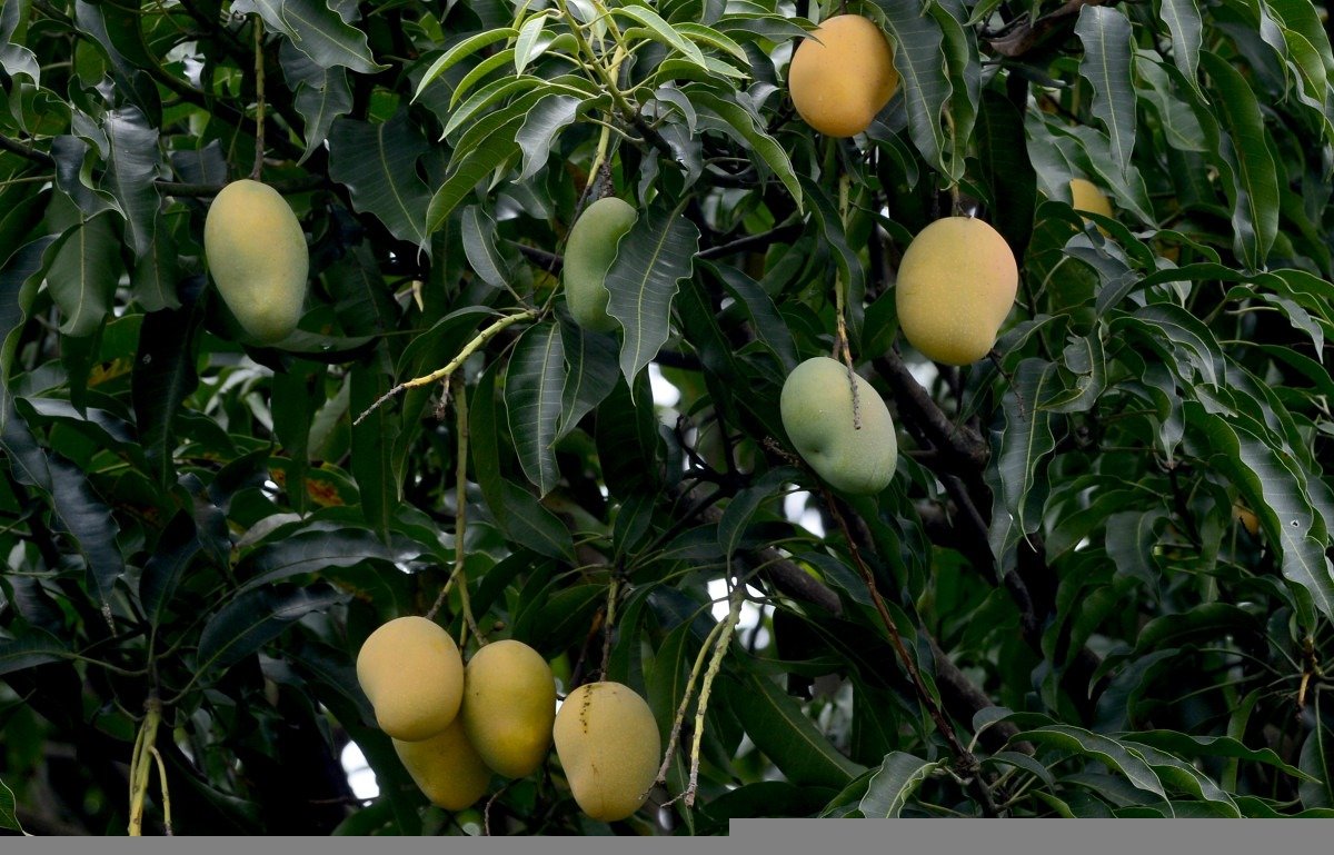 As Mangueiras de Brasília são citadas na inciativa da Google -  (crédito: Marcelo Ferreira/CB/D.A.Press)