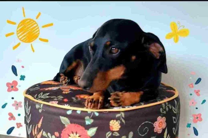 Em uma madrugada, a tutora de Duda 
acordou com os gritos de dor da cadelinha, 
que sofria com hérnia de disco