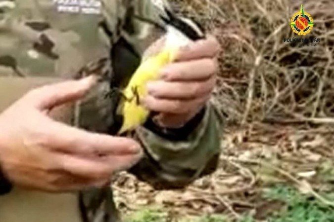 PMDF resgasta aves, saruê e cobra nesta terça-feira no DF
Bichos foram resgatados em Brazlândia, Asa Sul, Águas Claras e Jardim Botânico e, sem ferimentos, foram soltos na natureza