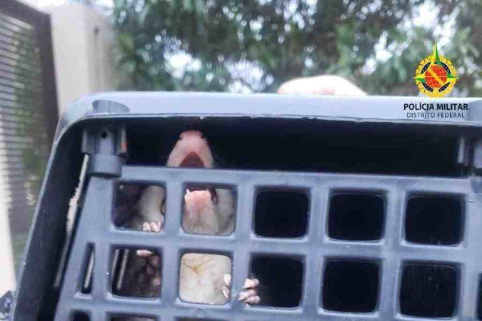 PMDF resgasta aves, saruê e cobra nesta terça-feira no DF
Bichos foram resgatados em Brazlândia, Asa Sul, Águas Claras e Jardim Botânico e, sem ferimentos, foram soltos na natureza