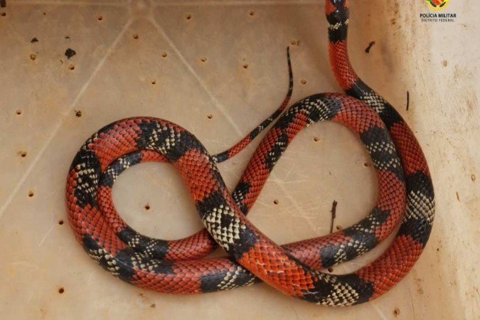 PMDF resgasta aves, saruê e cobra nesta terça-feira no DF
Bichos foram resgatados em Brazlândia, Asa Sul, Águas Claras e Jardim Botânico e, sem ferimentos, foram soltos na natureza