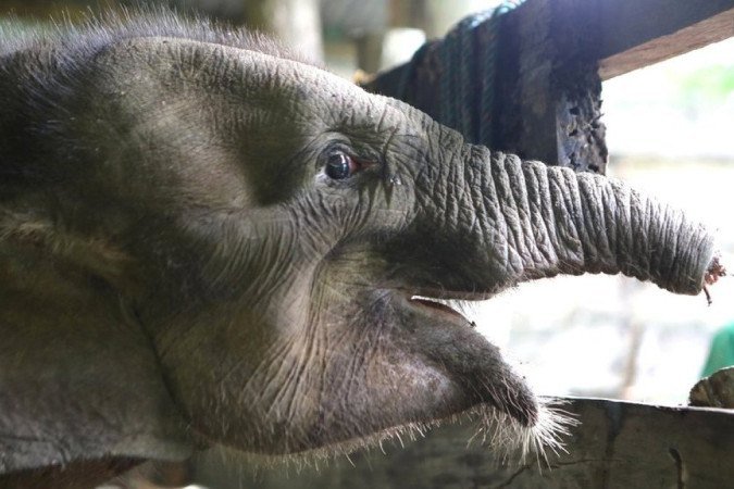 EPA - A perda do filhote é parte de uma série de mortes causadas por caçadores - EPA - A perda do filhote é parte de uma série de mortes causadas por caçadores -
