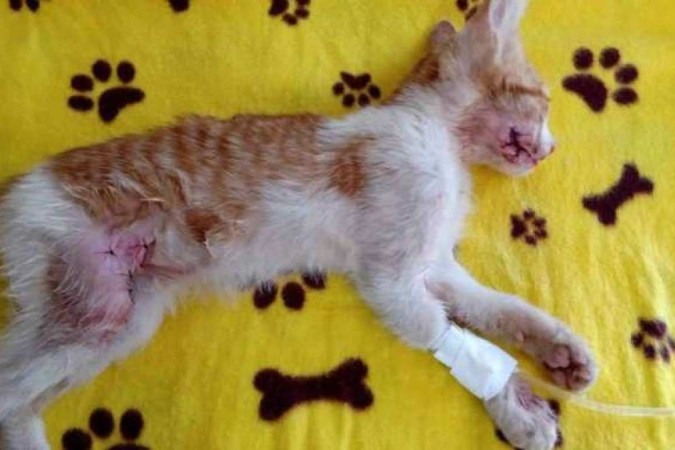 Animal já suturado e medicado na clínica veterinária