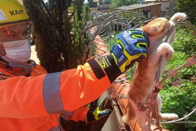 Para evitar mais lesões, os Bombeiros precisaram ter cuidado redobrado no resgate do animal - (crédito: Corpo de Bombeiros de Araxá / Divulgação) Para evitar mais lesões, os Bombeiros precisaram ter cuidado redobrado no resgate do animal - (crédito: Corpo de Bombeiros de Araxá / Divulgação)