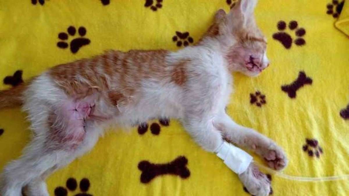 Animal já suturado e medicado na clínica veterinária 