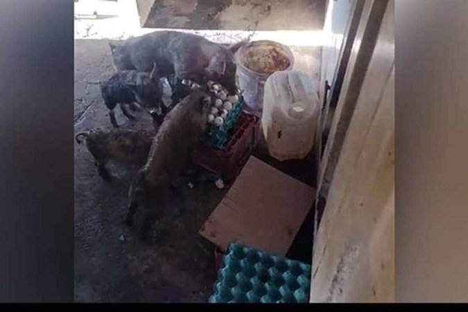 Foram encontradas na fábrica 70 aves, 12 bovinos e 60 suínos sem alimentação e com pouca água disponível - (crédito: Polícia Militar/Divulgação) Foram encontradas na fábrica 70 aves, 12 bovinos e 60 suínos sem alimentação e com pouca água disponível - (crédito: Polícia Militar/Divulgação)