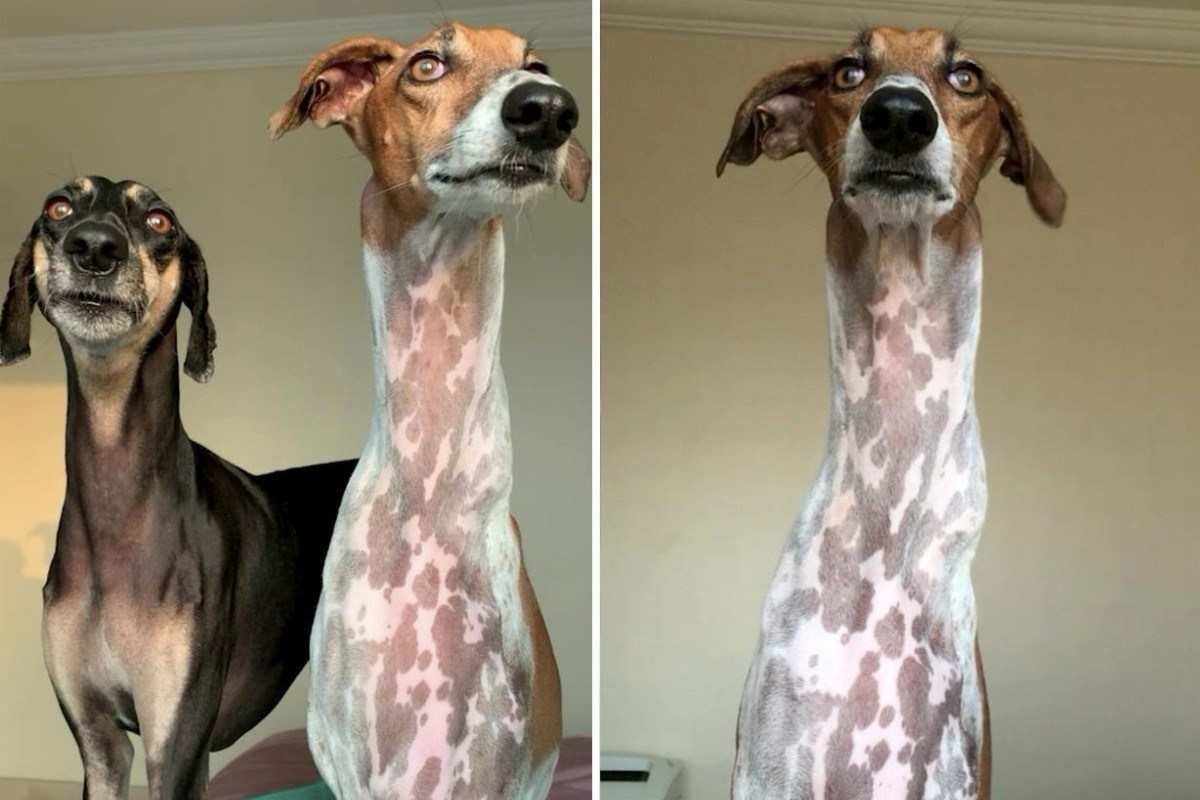 Cachorro tem pescoço tão grande que é comparado a girafa