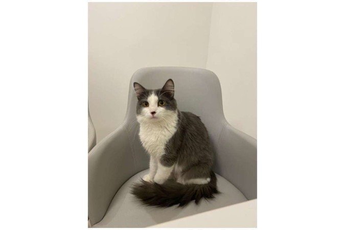 Paulinho foi diagnosticado com PIF: corrida contra o tempo em busca de tratamento -  (crédito: Arquivo pessoal)