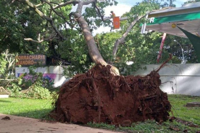 Em duas horas, o Corpo de Bombeiros atuou no corte emergencial de 15 árvores - (crédito: Divulgação/CBMDF) Em duas horas, o Corpo de Bombeiros atuou no corte emergencial de 15 árvores - (crédito: Divulgação/CBMDF)