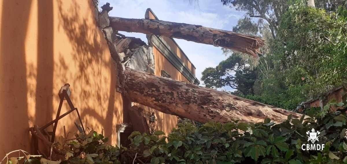 Vídeo: Árvore de grande porte cai em telhado e deixa parte de uma casa interditada no Lago Sul