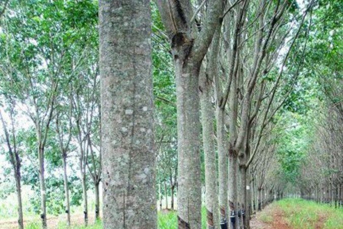  29/11/2021-Coluna Capital S/A- Seringueiras Embrapa