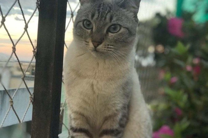 A gata Zhoey precisou ser internada com bronquite asmática. O quadro fez o tutor repensar o hábito de fumar perto dos animais