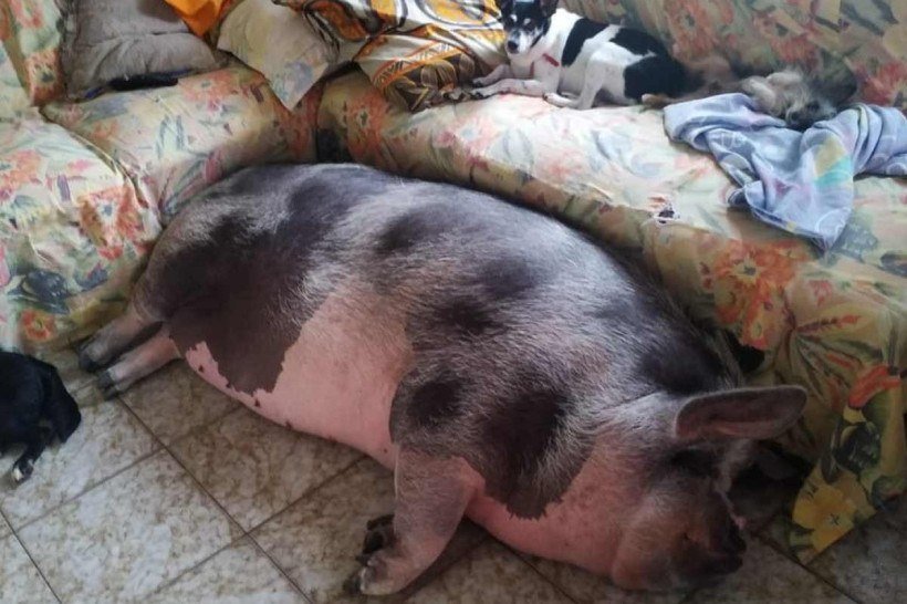 Mulher compra porco que deveria ser 'mini' e animal fica com 250 kg