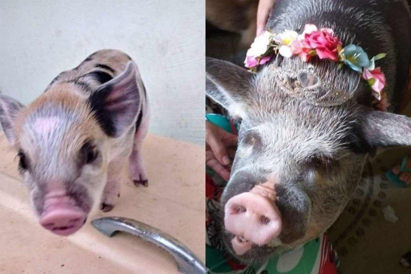 Mulher compra porco que deveria ser 'mini' e animal fica com 250 kg