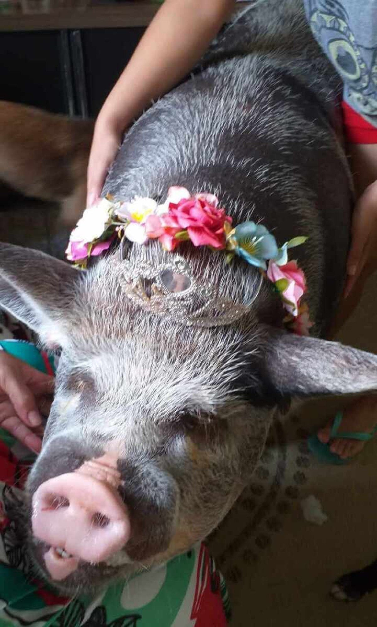 Mulher compra porco que deveria ser 'mini' e animal fica com 250 kg