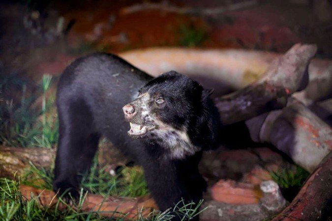 Liz pesa aproximadamente 60kg