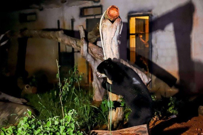 Gestação da espécie pode gerar de um a três filhotes